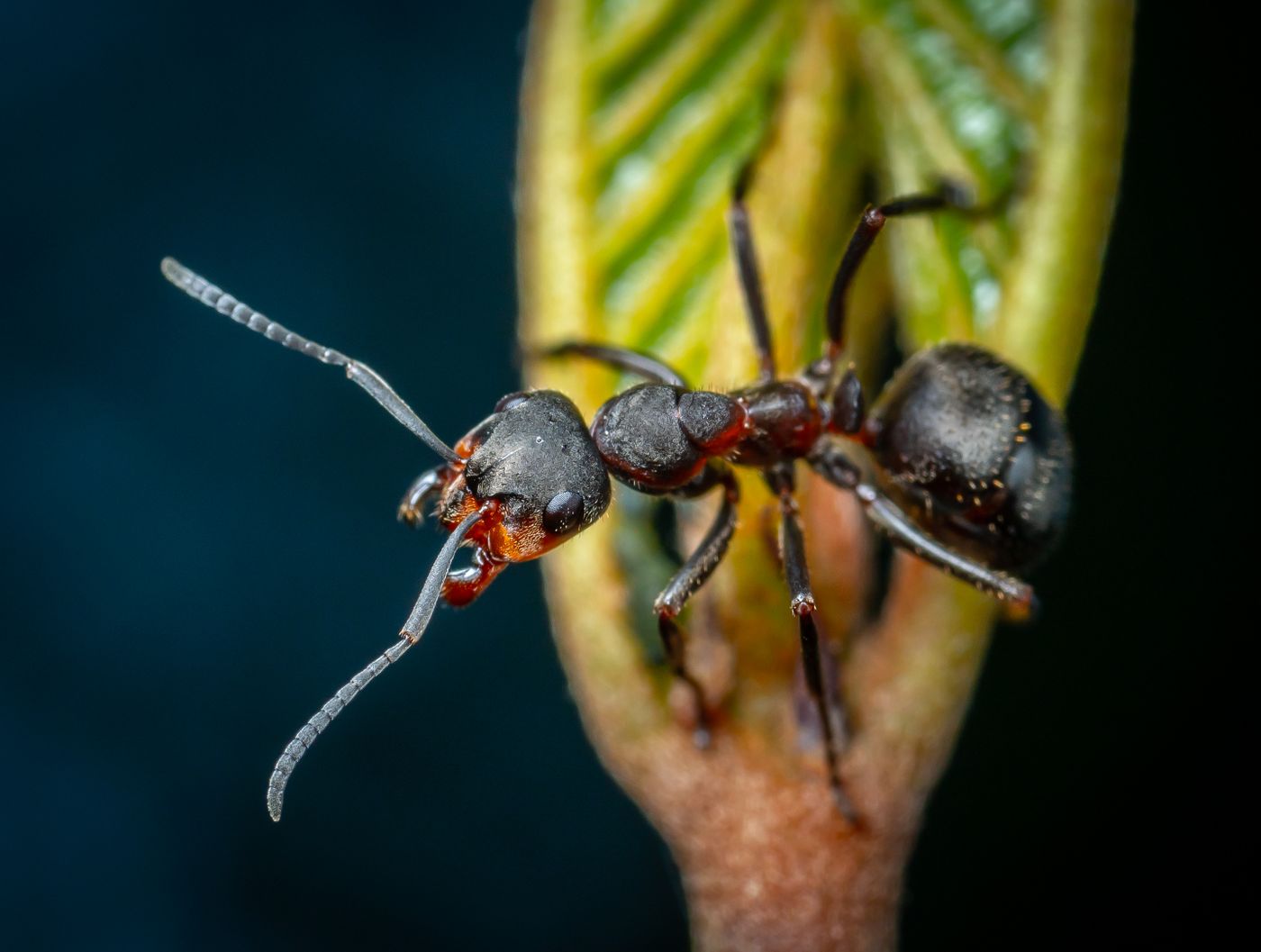 Close-up of a large black ant on a plant bud