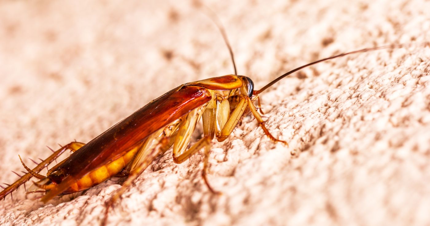 Close-up of a large reddish-brown cockroach on a textured wall