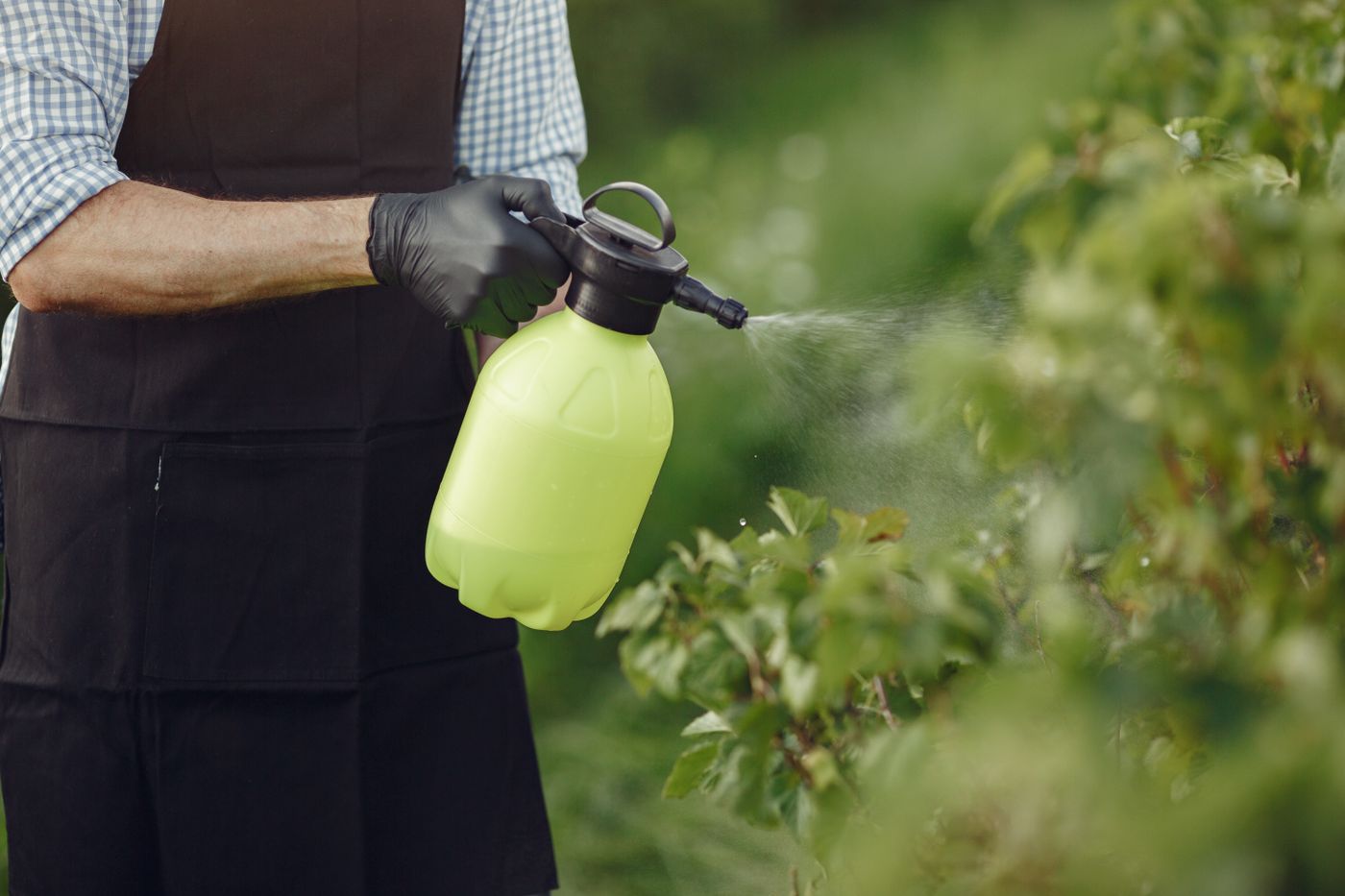 Technician applying seasonal pest treatment around a Roseville home