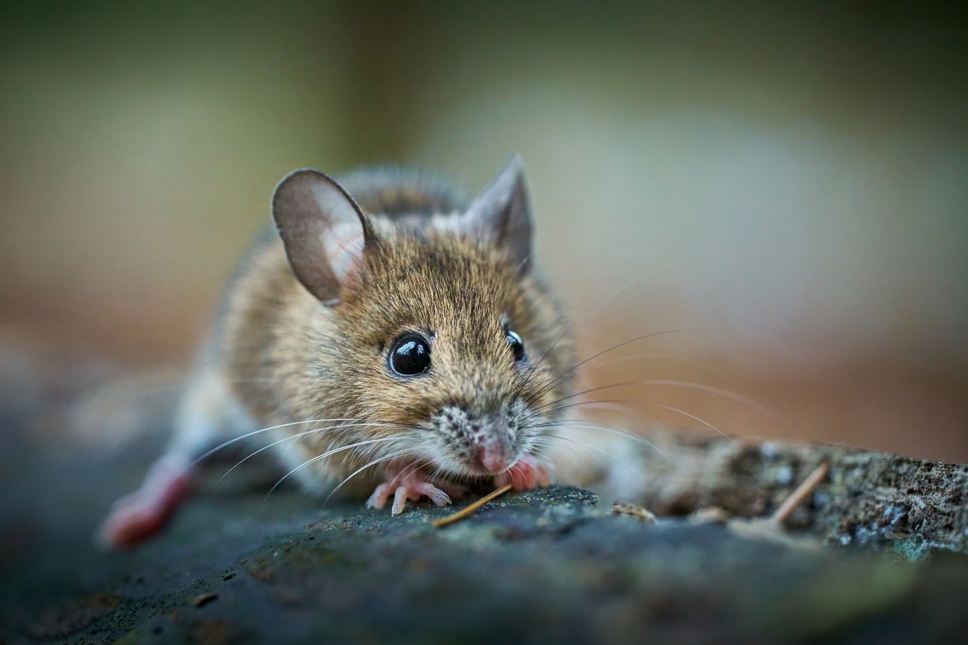 Close-up of a brown mouse with large ears on a rock