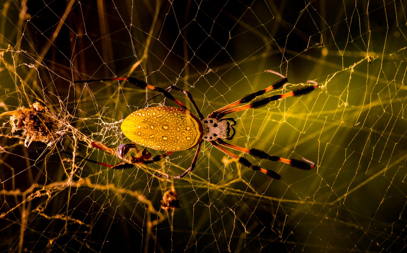 Large orb-weaver spider in its wheel-shaped web