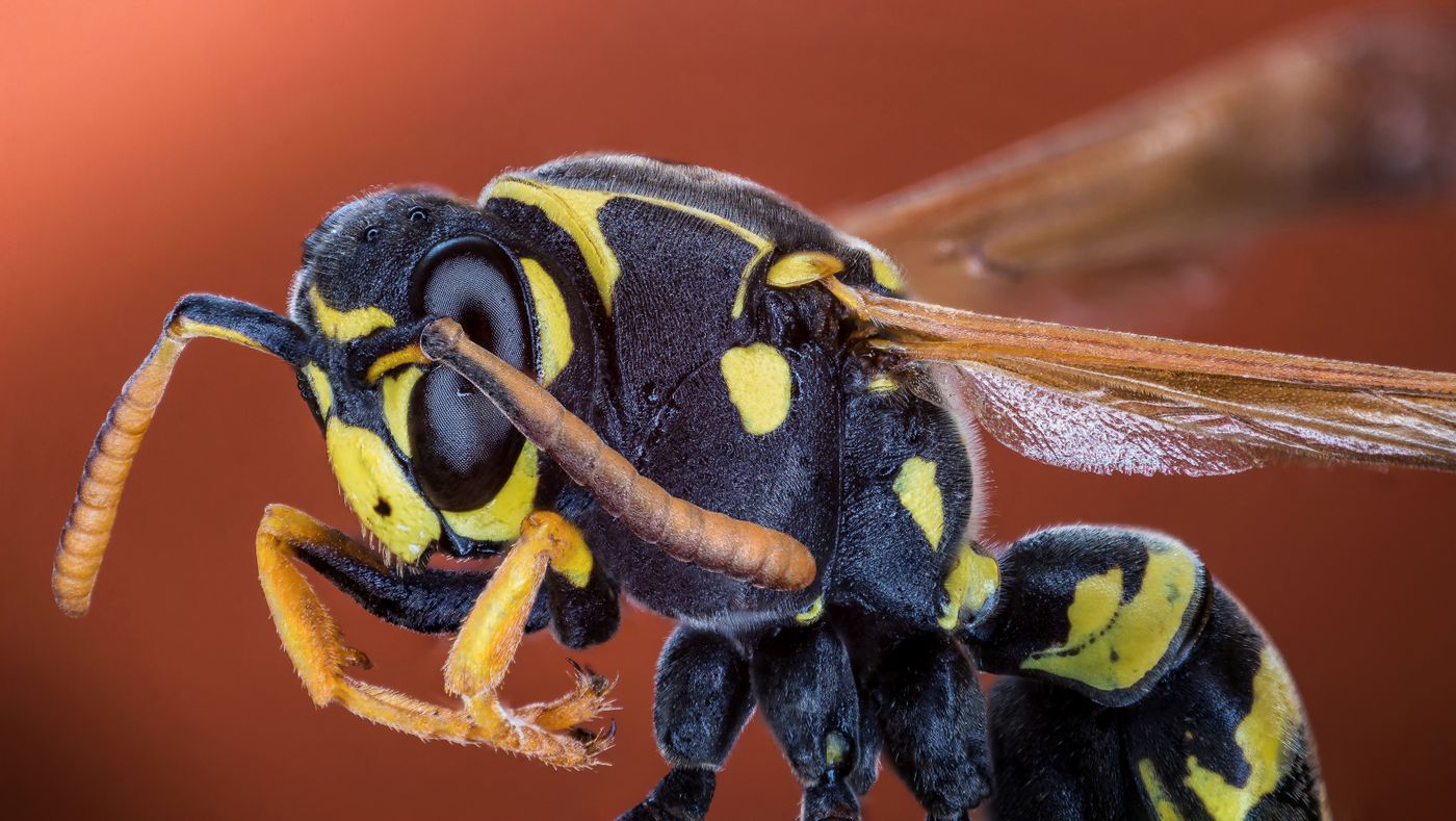 Paper wasp close-up, a stinging insect commonly removed from Roseville eaves